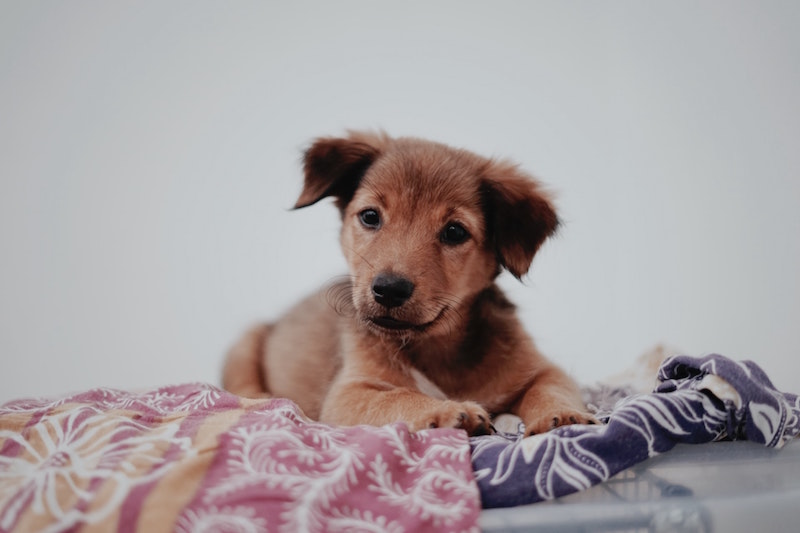 come educare un cucciolo di cane