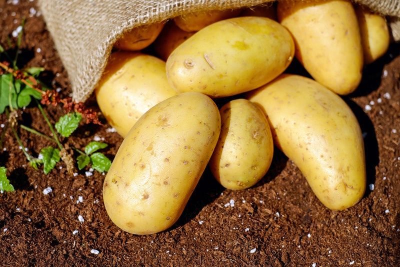 raccolto patate