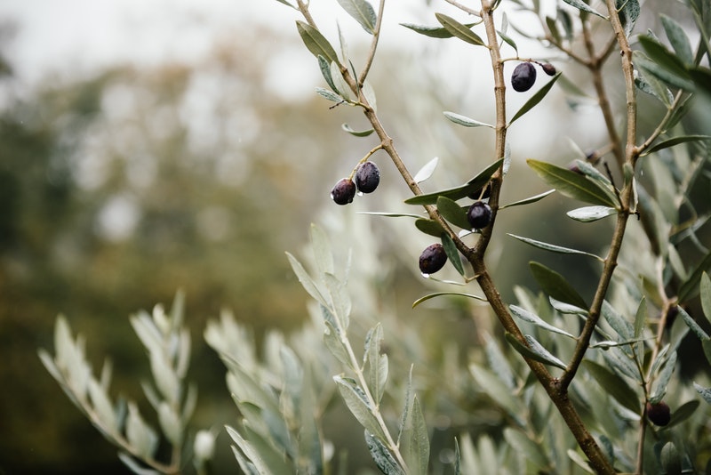 concimazione olivo