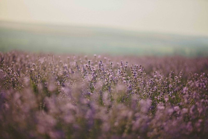 potature lavanda