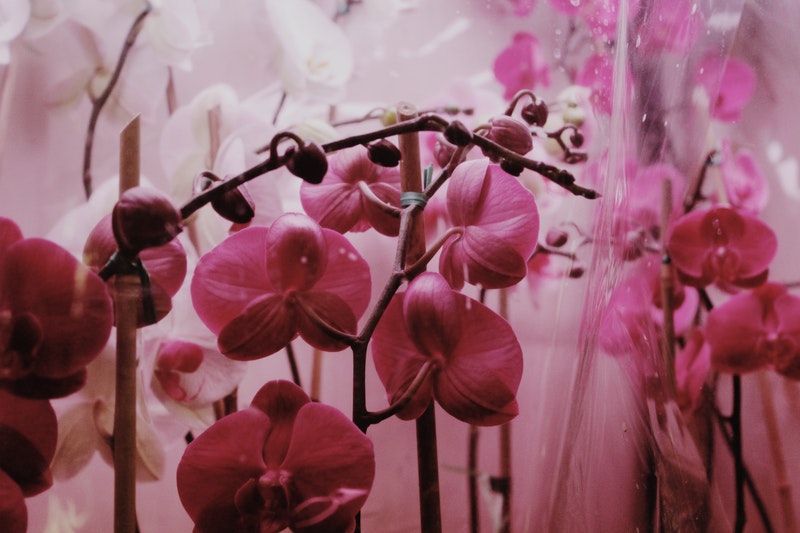 potature orchidee