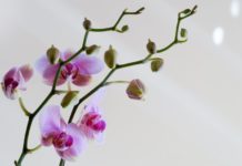 come innaffiare le orchidee