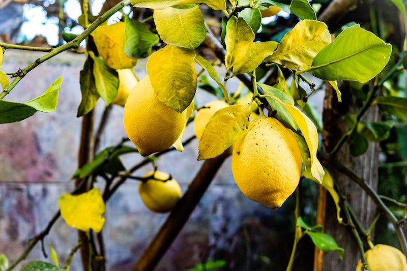 cocciniglie limone