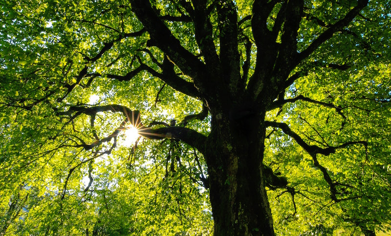 alberi della Luna