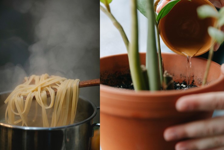 Acqua di cottura della pasta per il giardinaggio - Fonte Pexels