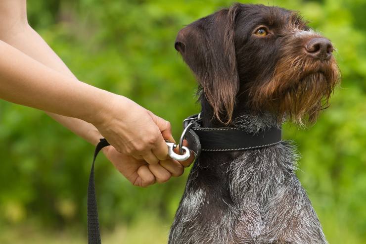 Cane al guinzaglio - Fonte AdobeStock