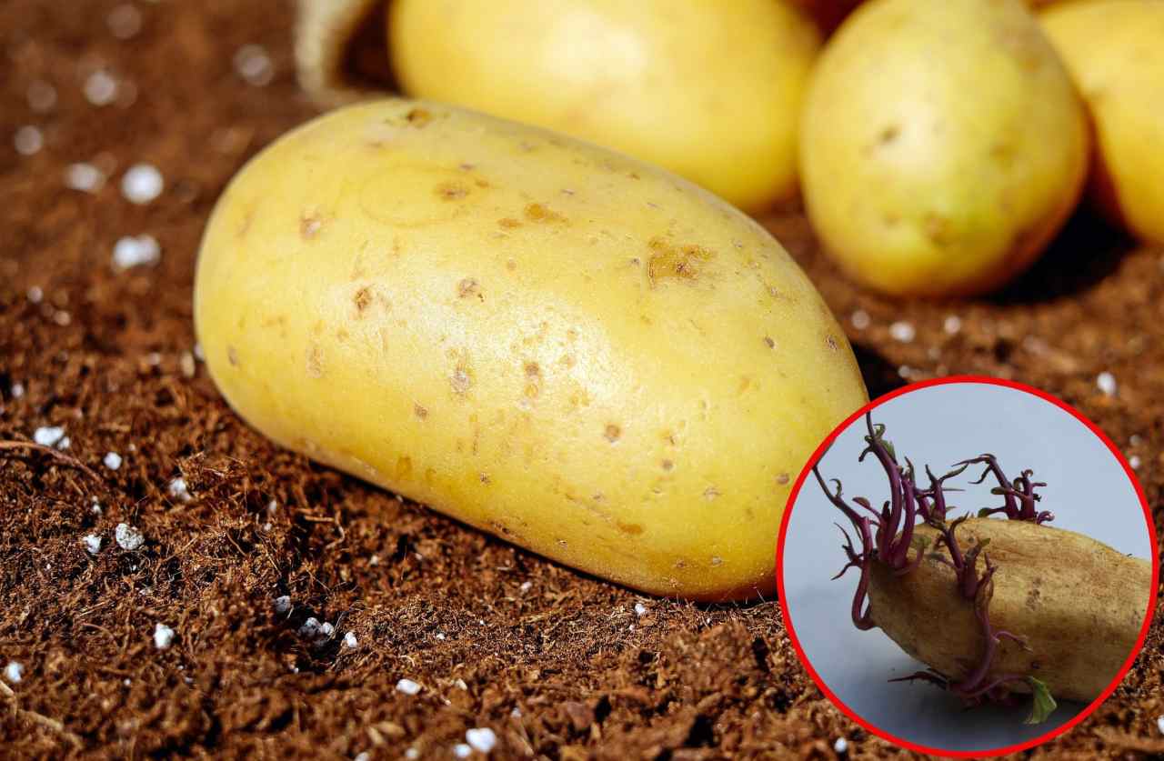 Germogli patate - Fonte Pixabay