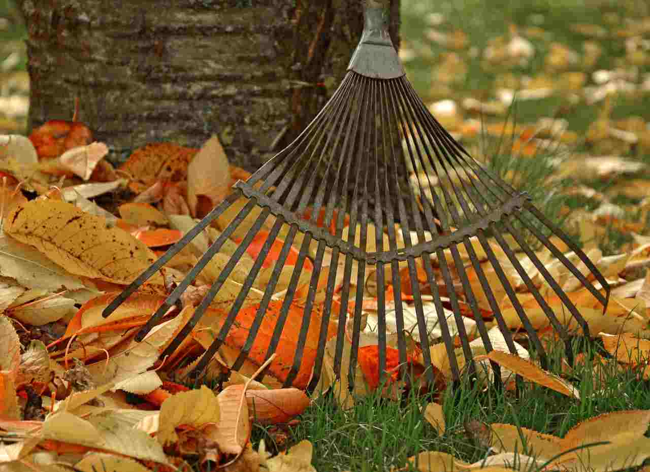 Giardino con foglie in autunno
