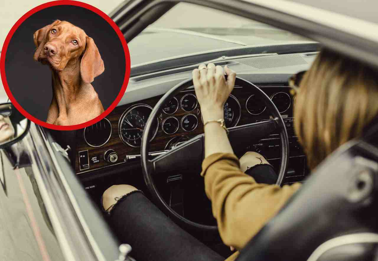 Porti il tuo cane in auto, oltre alla multa, ti decurtano anche i punti della patente (1)