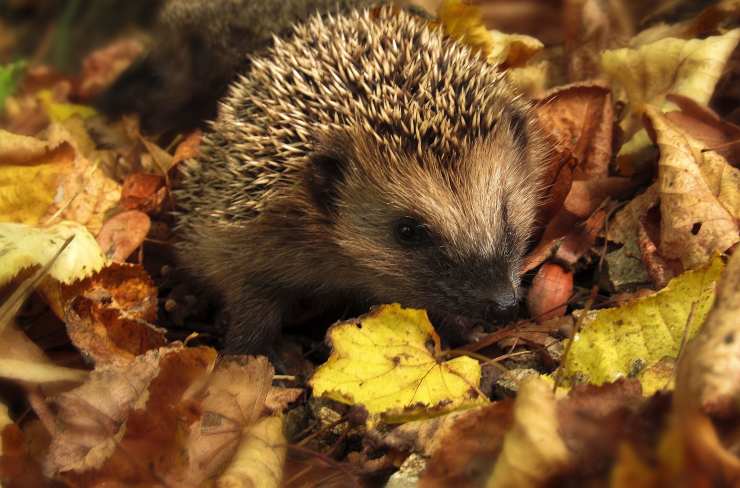 Autunno: Sai Dove Mettere I Quintali Di Foglie Che Cadono Dagli Alberi?  Incredibile A Cosa Servono - Newsecologia.It