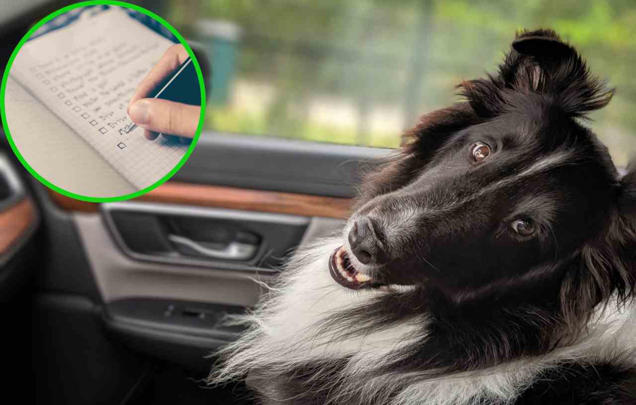Viaggi con il tuo cane, le cose che non devono mancare nella tua auto
