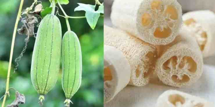 spugna luffa