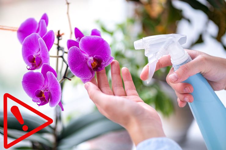 Attenzione alla cura dell'orchidea - Fonte AdobeStock