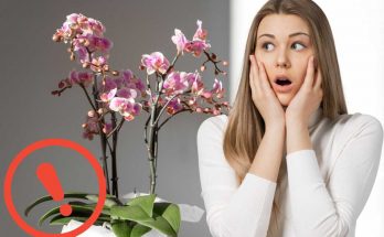 Attenzione alle foglie dell'orchidea - Fonte AdobeStock
