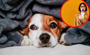 Il cane più pericoloso al mondo_ incredibile scoperta (1)