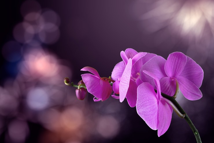 Orchidea - Fonte AdobeStock