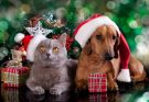 Perché a Natale non dovete regalare un cane o un gatto