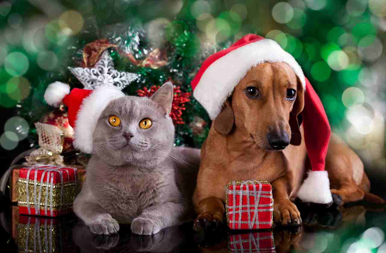 Perché a Natale non dovete regalare un cane o un gatto