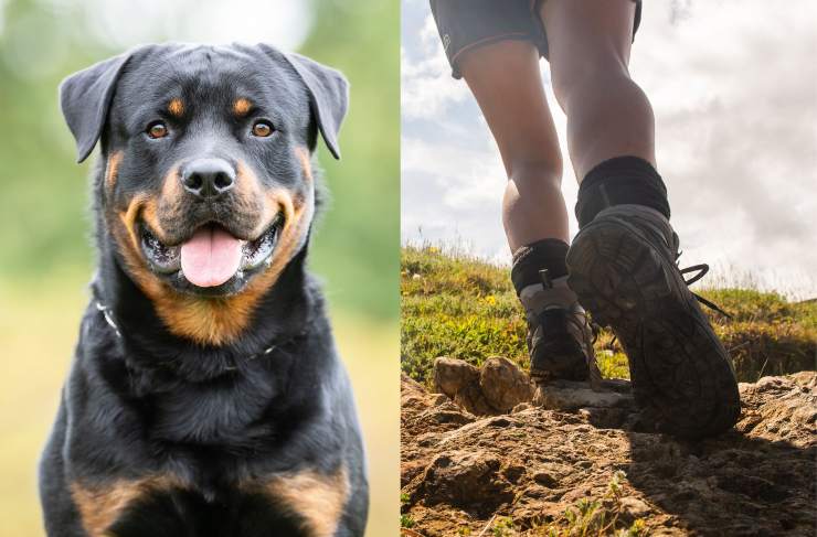 Pestare cacca di cane - Fonte AdobeStock