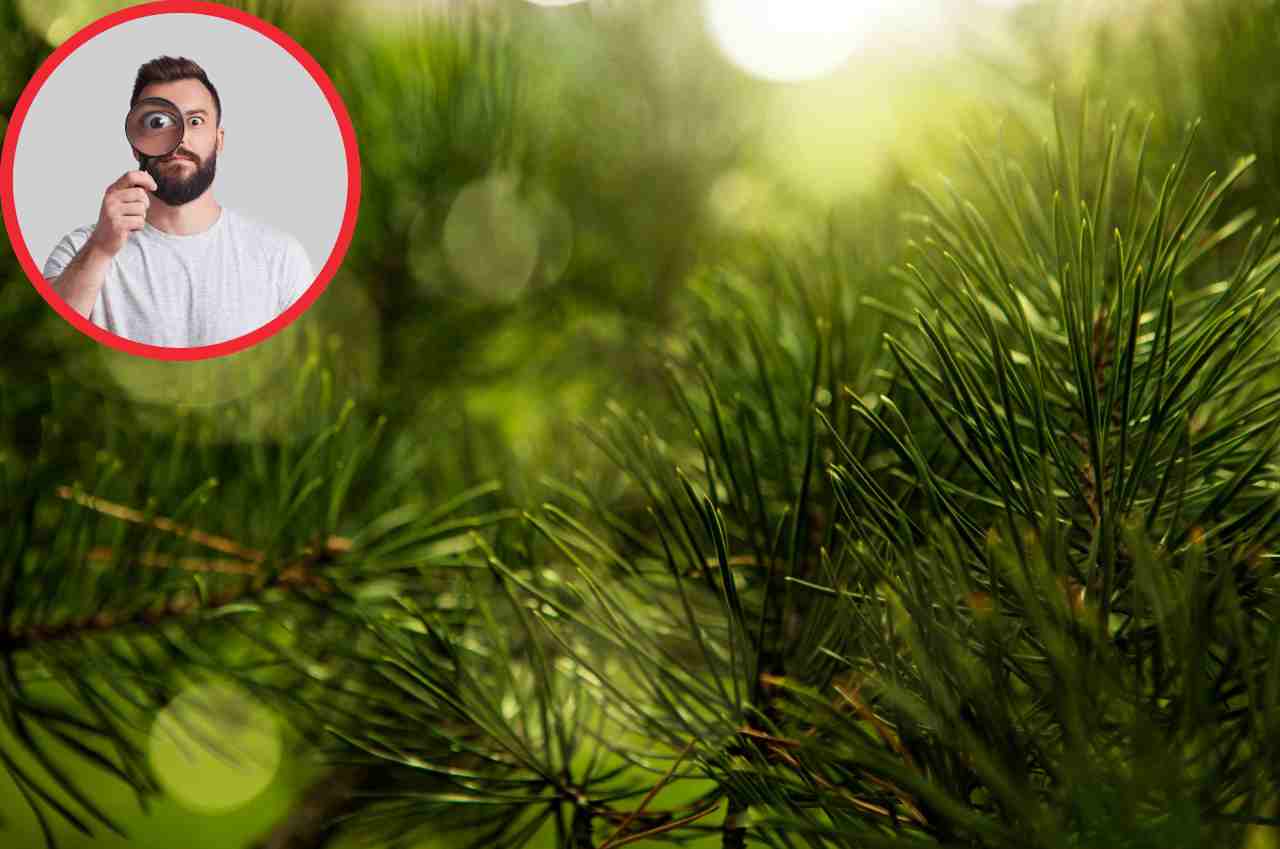 Alberi di Natale pericolosi, nascondono uova di animali