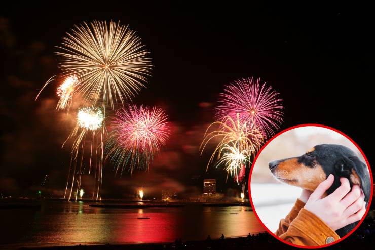 Proteggere il cane dai fuochi d'artificio - Fonte AdobeStock