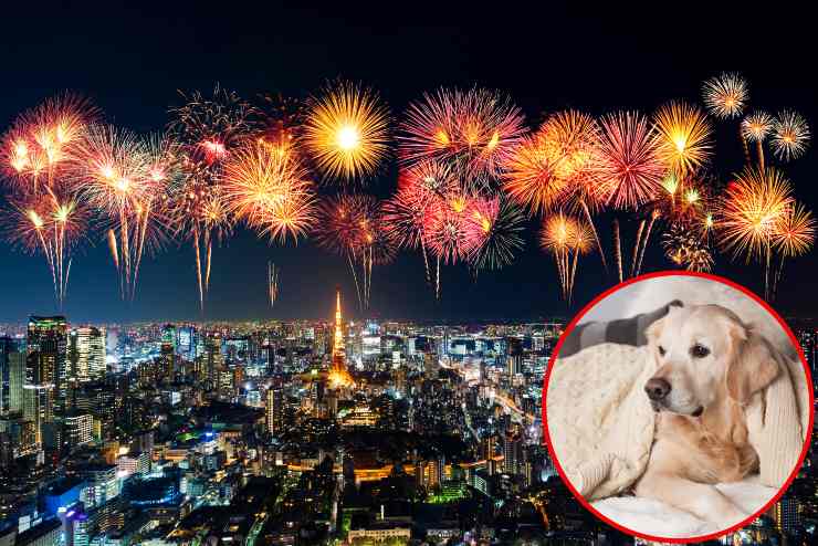 Proteggere il cane dai fuochi d'artificio - Fonte AdobeStock