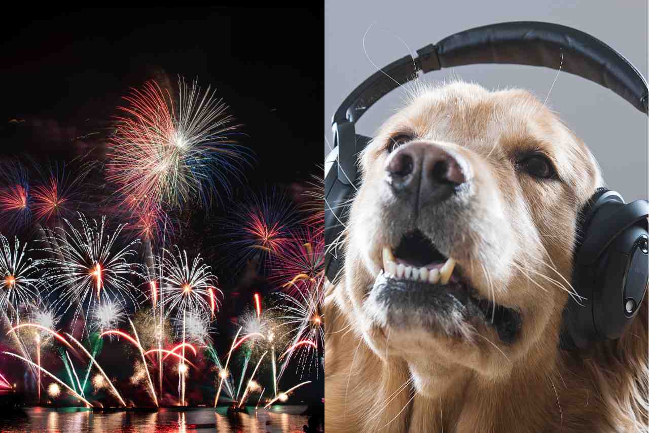 Proteggere il cane dai fuochi d'artificio - Fonte AdobeStock