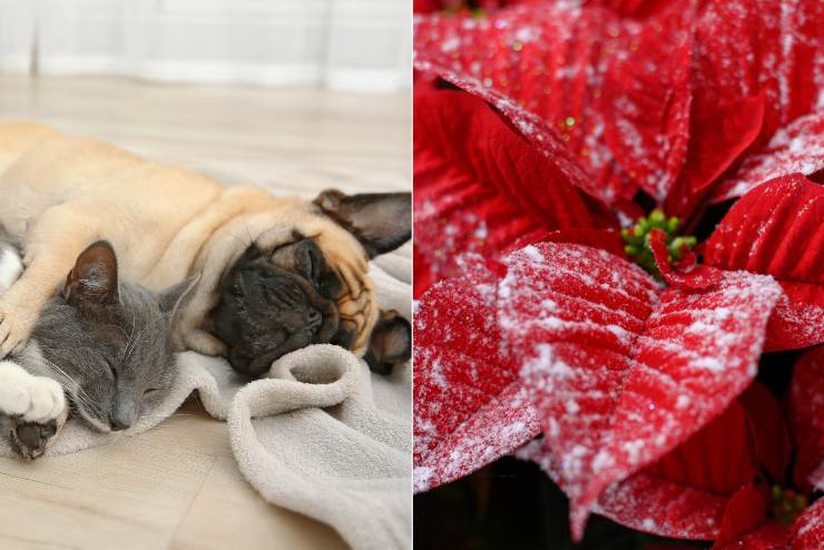 Stella di Natale nociva per cani e gatti - Fonte AdobeStock