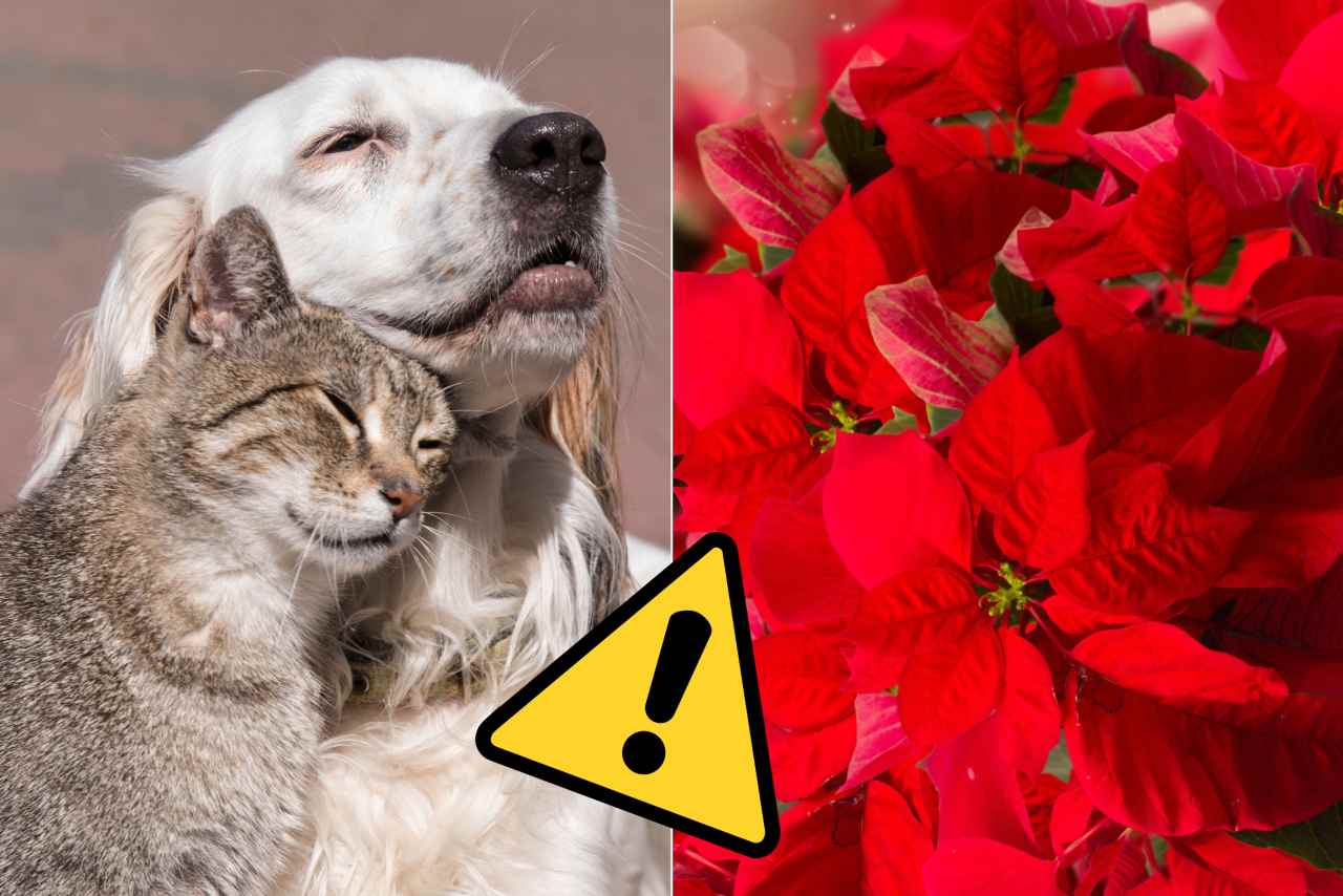 Stella di Natale nociva per cani e gatti - Fonte AdobeStock