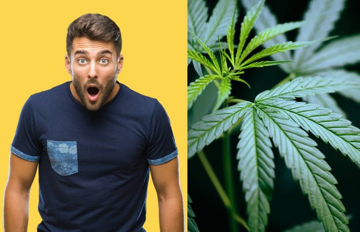 Uomo trova marijuana in casa - Fonte AdobeStock