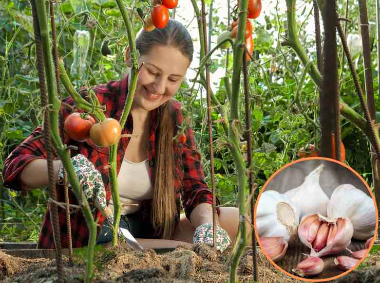 Aglio per un giardino rigoglioso - Fonte AdobeStock