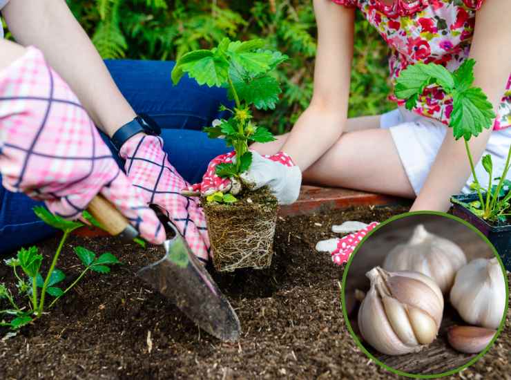 Aglio per un giardino rigoglioso - Fonte AdobeStock