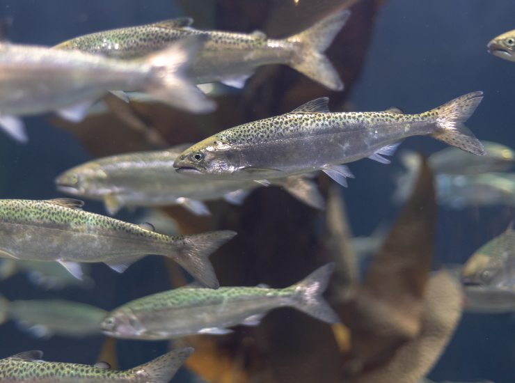 Allevamento di salmone - Fonte AdobeStock