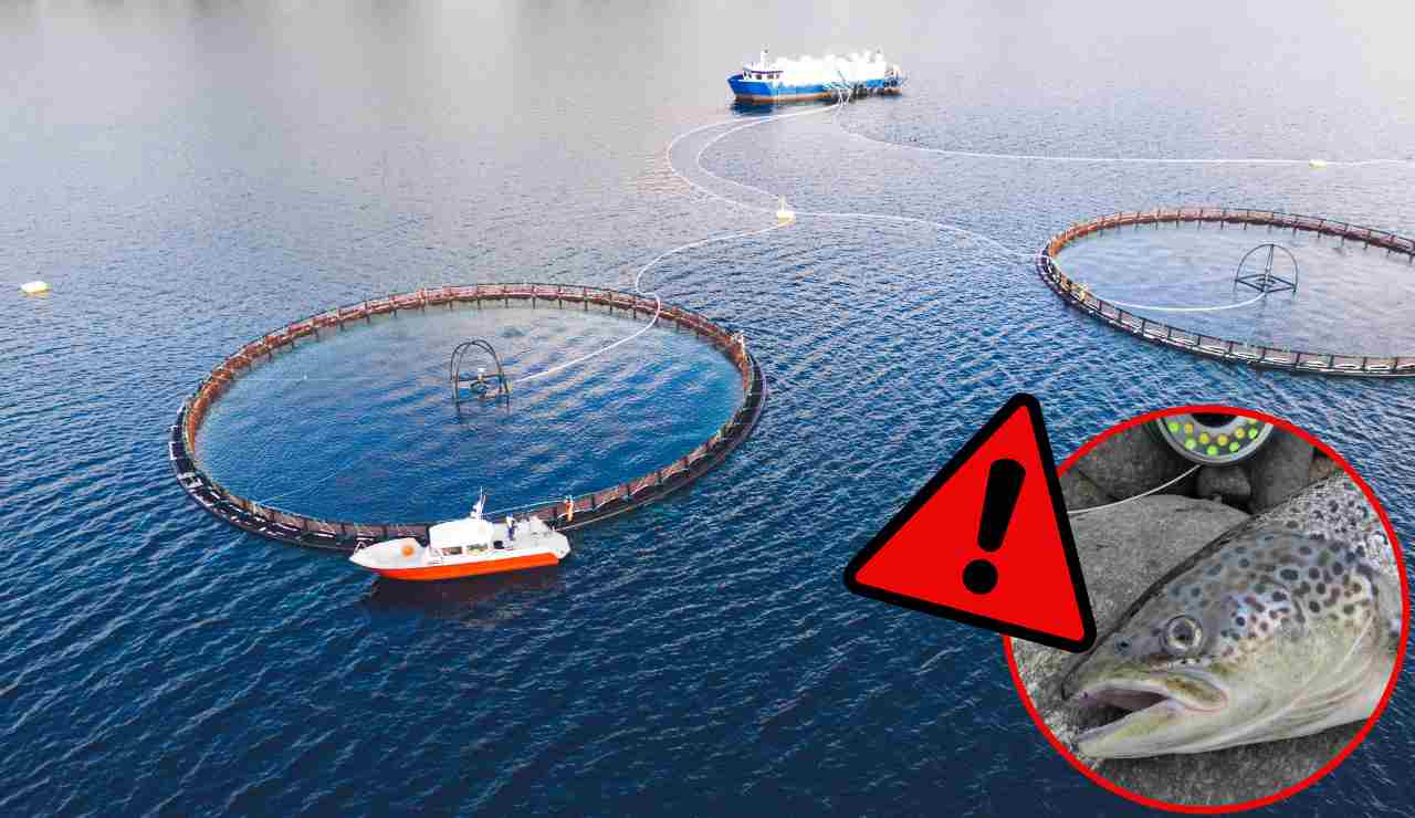 Allevamenti di salmone, la situazione è drammatica “15 mila pesci morti” Scatta l'allarme in