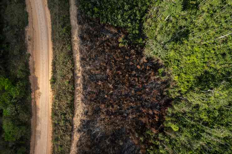 _Animali e vegetali a rischio__ situazione fuori controllo, arriva la stretta durissima del Governo