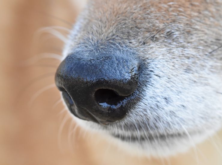 Attenzione al naso del cane - Fonte AdobeStock