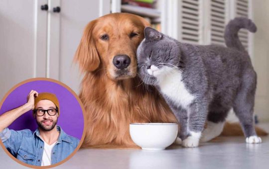 Il cane mangia il cibo del gatto_ rischi Gli eccessi non sono mai positivi e il cibo per gatti