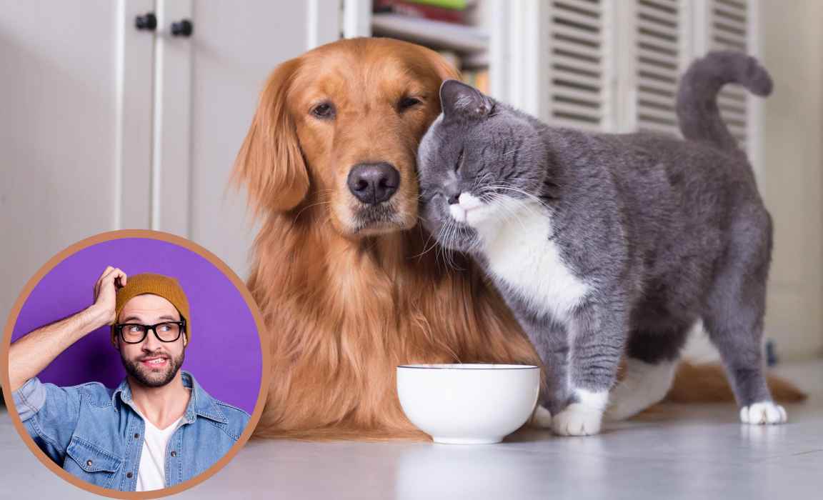 Il cane mangia il cibo del gatto_ rischi Gli eccessi non sono mai positivi e il cibo per gatti