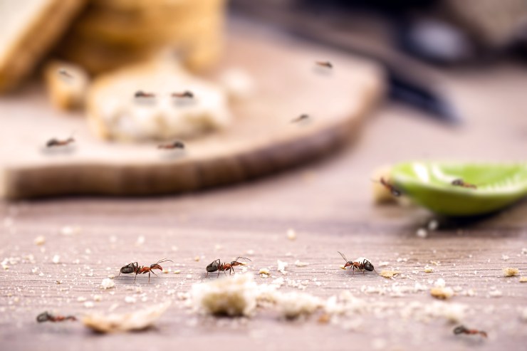 Lavanda, devi averla sempre nella tua cucina_ te ne libererai una volta per tutte