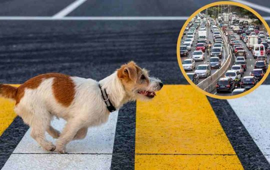 Cane spaventato corre nel traffico_ il padrone rischia la vita per lui [VIDEO]