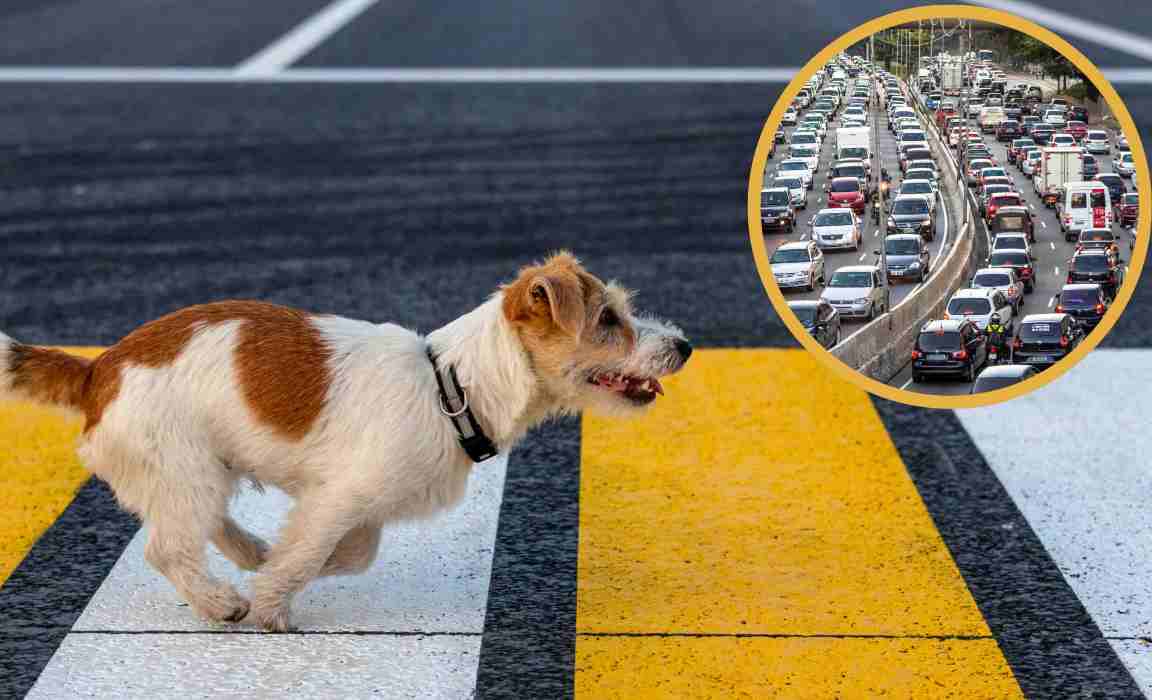 Cane spaventato corre nel traffico_ il padrone rischia la vita per lui [VIDEO]