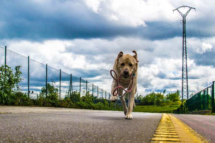 Cane spaventato corre nel traffico_ il padrone rischia la vita per lui [VIDEO]