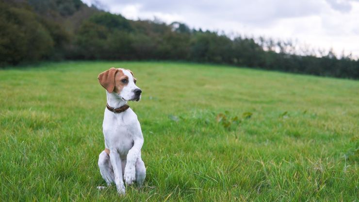 Cani e Gatti parlano, come capirli_ gli indizi del linguaggio