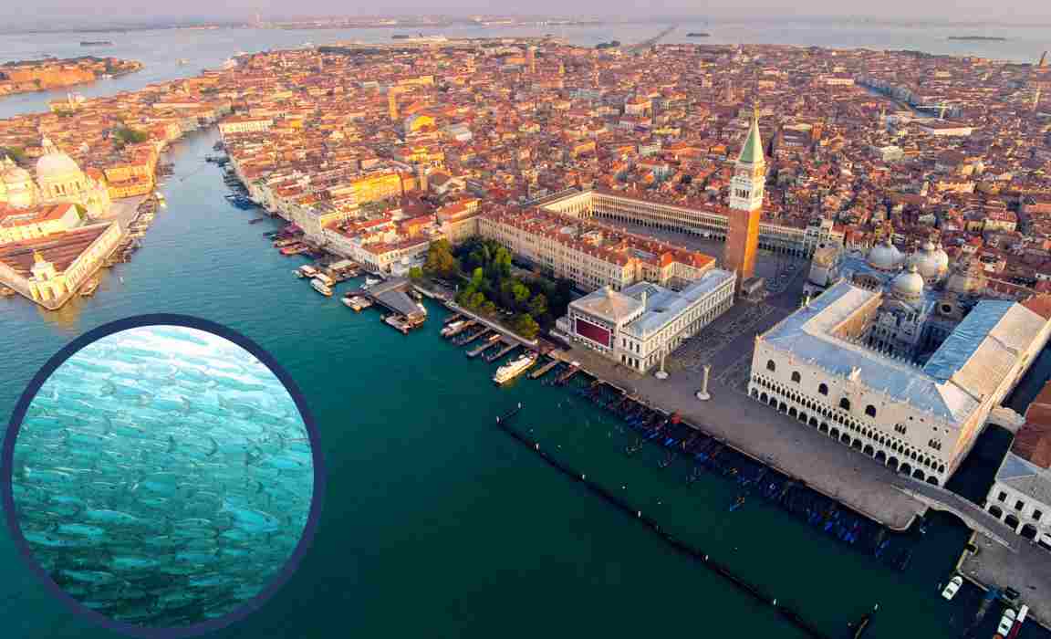Centinaia di pesci morti a Venezia_ aperta un'indagine, immagini scioccanti