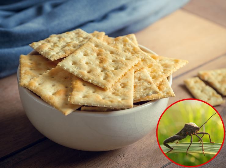 Crackers con insetti - Fonte AdobeStock