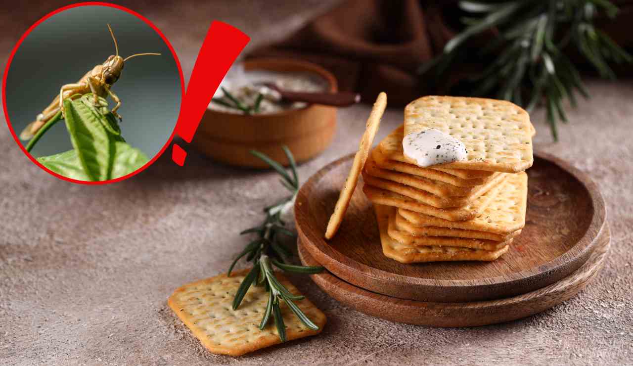 Crackers con insetti - Fonte AdobeStock