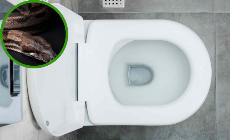 Dal WC spunta un pitone reale, immagini shock_ é assurdo [FOTO]
