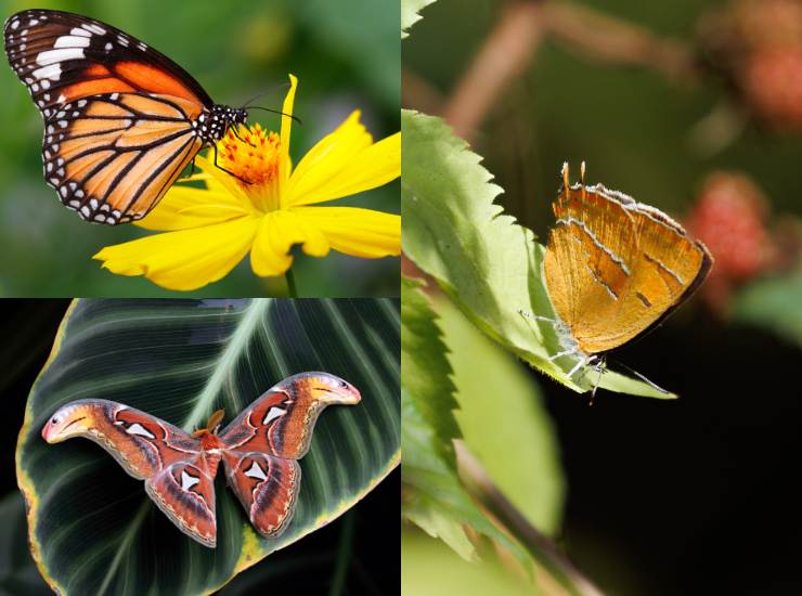 Farfalle velenose - Fonte AdobeStock