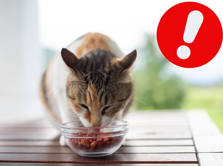Gatto che mangia - Fonte AdobeStock