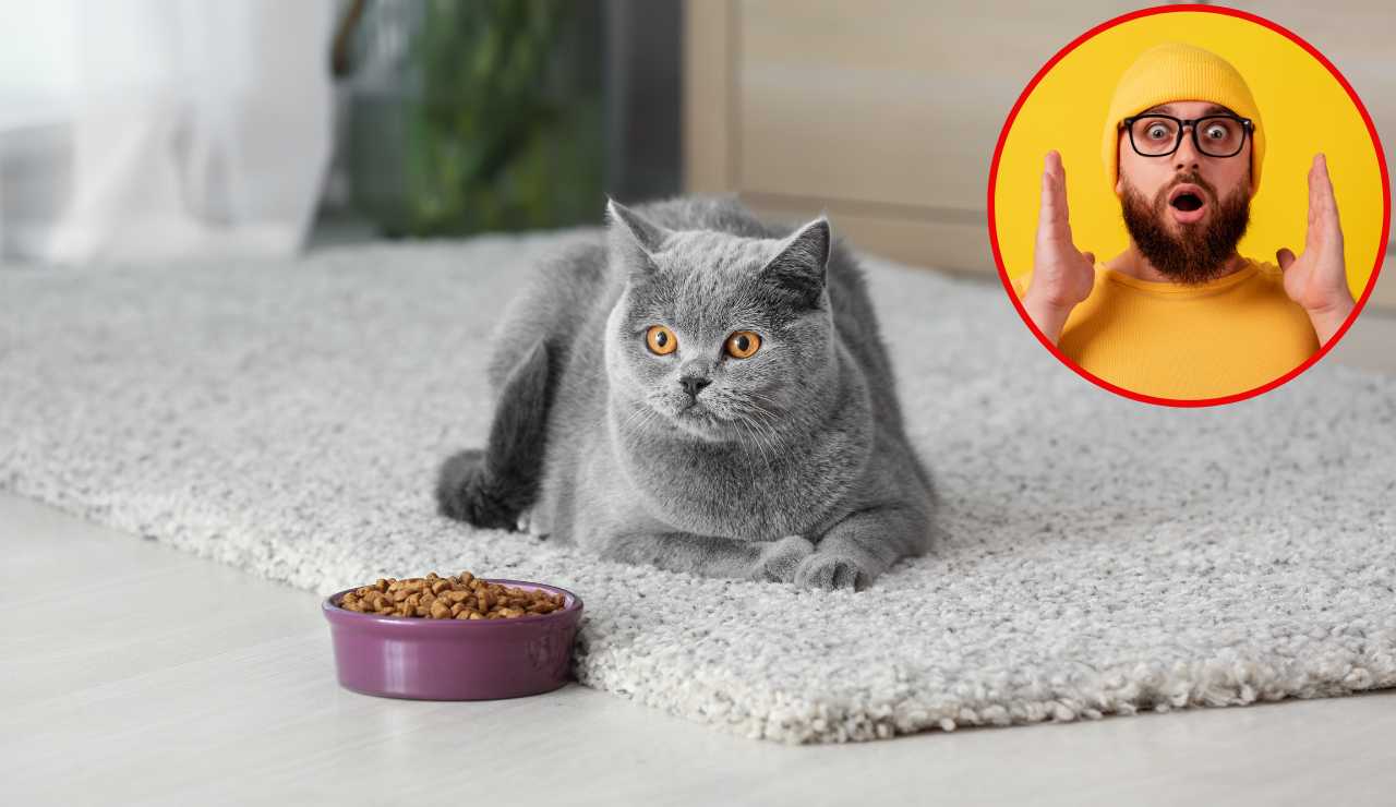 Gatto non mangia - Fonte AdobeStock